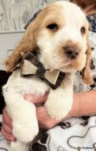 Kc show C0CKER spaniels(READY NOW)