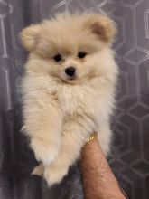 Lovely Teddy bear Pomeranian Puppies available now
