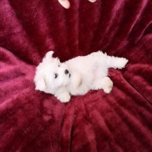 Male and female Maltese puppies looking for good home