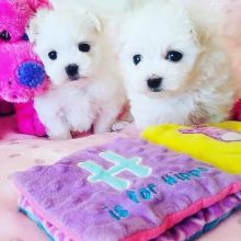 Male and female Maltese puppies ready for adoption