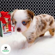 Male and female Maltese puppies ready for adoption royceclovis@gmail.com