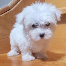 Male and female Maltese puppies ready to go