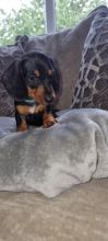 Miniature Dachshund puppies