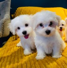 PURE BREED MALTESE PUPPIES AVAILABLE