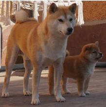 Shiba inu Puppies Looking For Their Forever Homes {amandamellissa250@gmail.com}