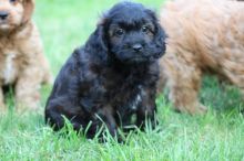 Stunning F1 Cavapoo puppies