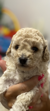 Toy Poodle Puppies Available