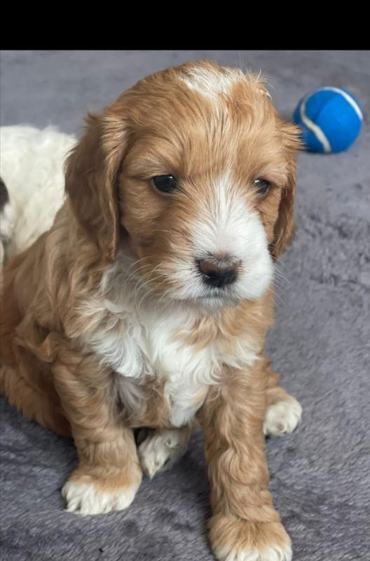 2 stunning male and female C0CKAPOO puppies left Image eClassifieds4u