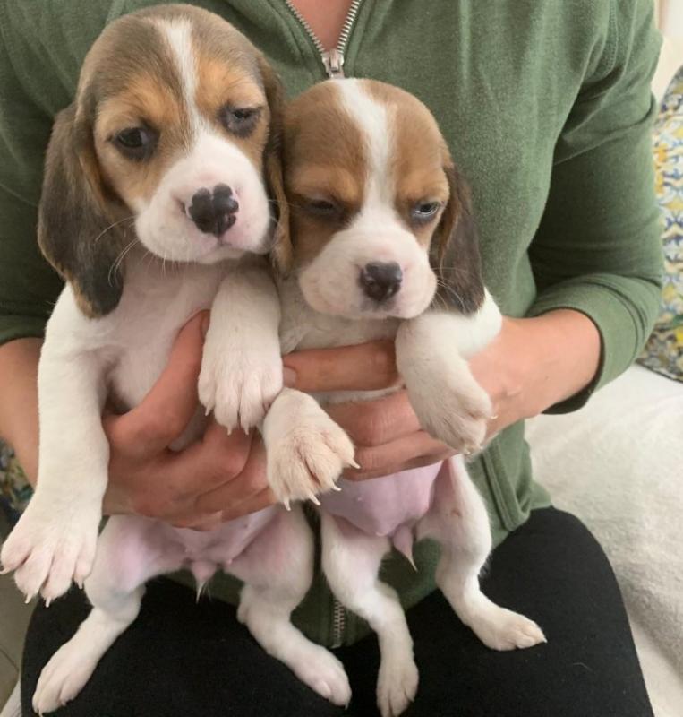 5th Generation Pedigree Beagle Puppies Image eClassifieds4u