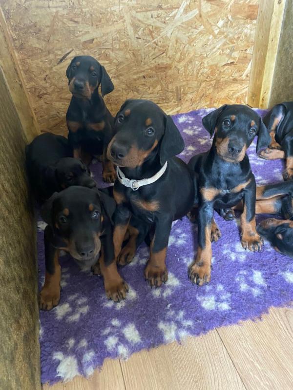 Beautiful Doberman Puppies Image eClassifieds4u