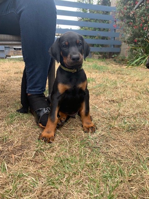 Beautiful Doberman Puppies Image eClassifieds4u