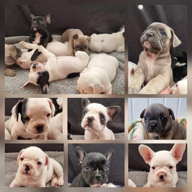 Beautiful French Bulldog puppies Image eClassifieds4u