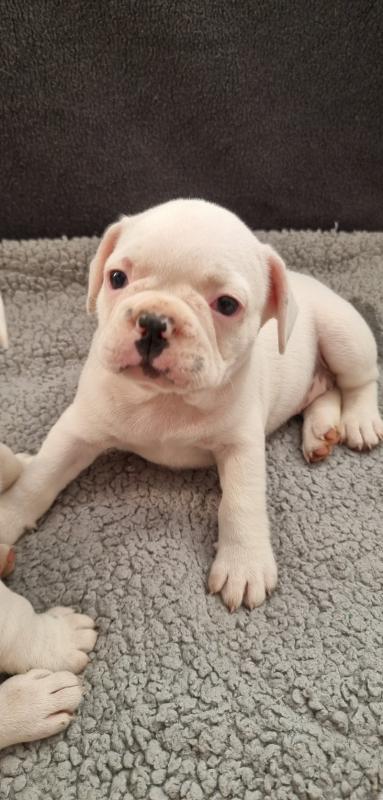 Beautiful French Bulldog puppies Image eClassifieds4u