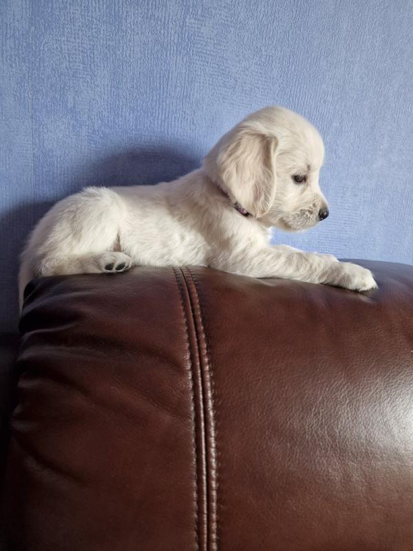 Beautiful KC Golden Retriever puppies Image eClassifieds4u