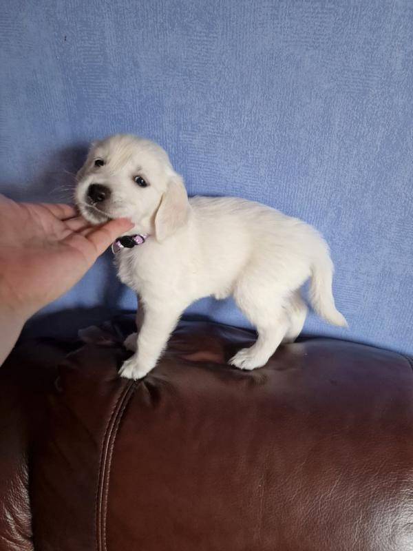 Beautiful KC Golden Retriever puppies Image eClassifieds4u