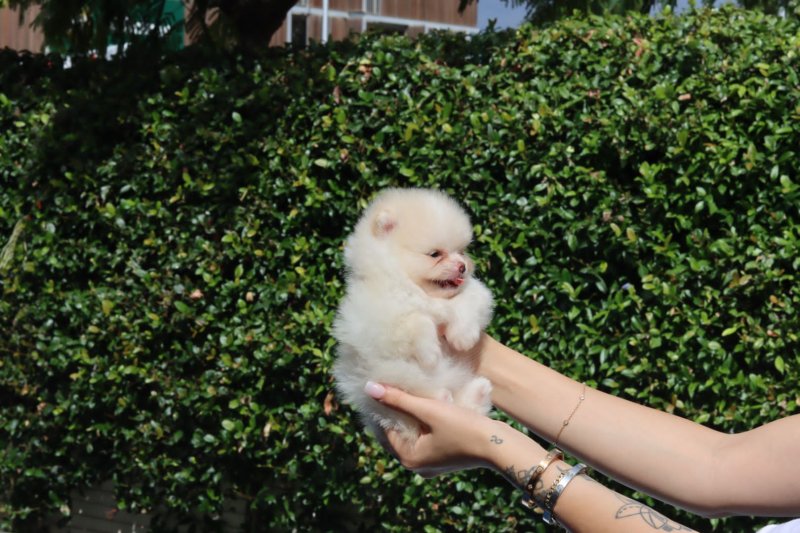 Beautiful POMERANIAN puppies Image eClassifieds4u