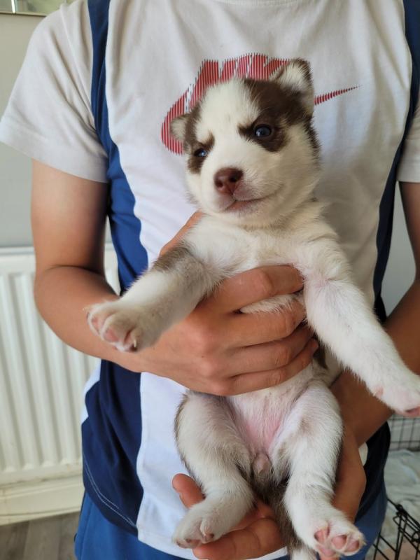 Beautiful Siberian Husky Puppies Image eClassifieds4u