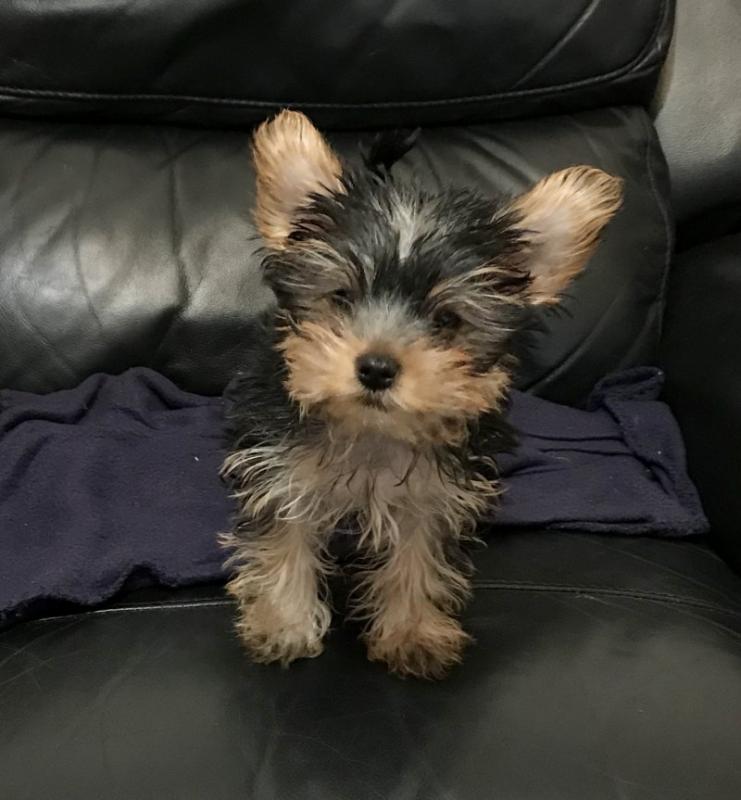 Beautiful t-cup Yorkshire Terrier puppies Image eClassifieds4u