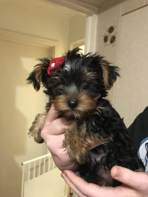 Beautiful t-cup Yorkshire Terrier puppies Image eClassifieds4u