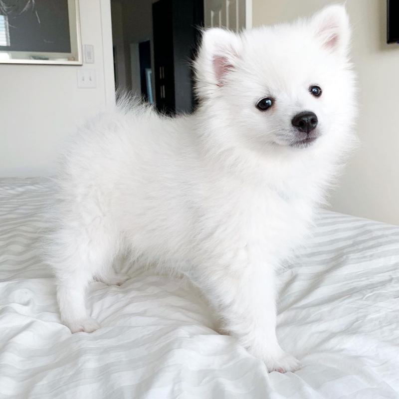 Charming and beautiful American Eskimo for adoption { jason.michelle784@gmail.com } Image eClassifieds4u
