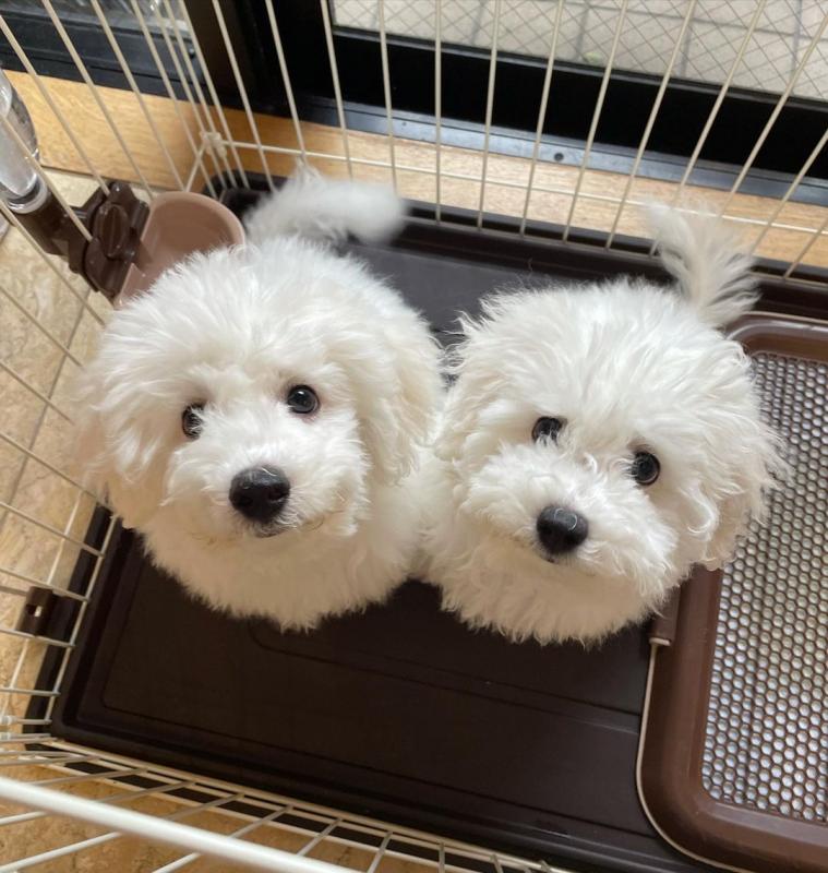 CUTE BICHON FRISE PUPPIES FOR ADOPTION ( ameriaaria1@gmail.com ) Image eClassifieds4u