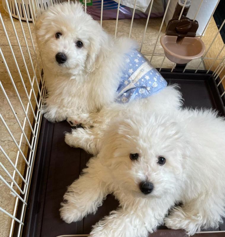 CUTE BICHON FRISE PUPPIES FOR ADOPTION ( ameriaaria1@gmail.com ) Image eClassifieds4u