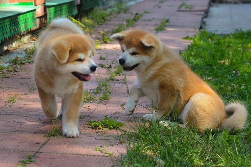 Excellent Akita inu puppies for adoption ( stephen.kimberly909@gmail.com ) Image eClassifieds4u