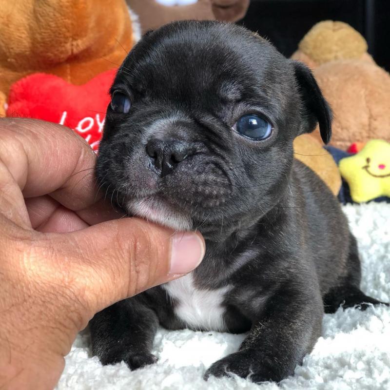 French bulldog puppies Available For Adoption Image eClassifieds4u