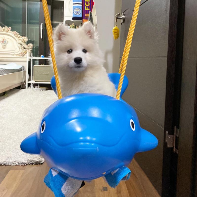 Gorgeous, playful samoyed puppies for adoption {kellybains56@gmail.com} Image eClassifieds4u