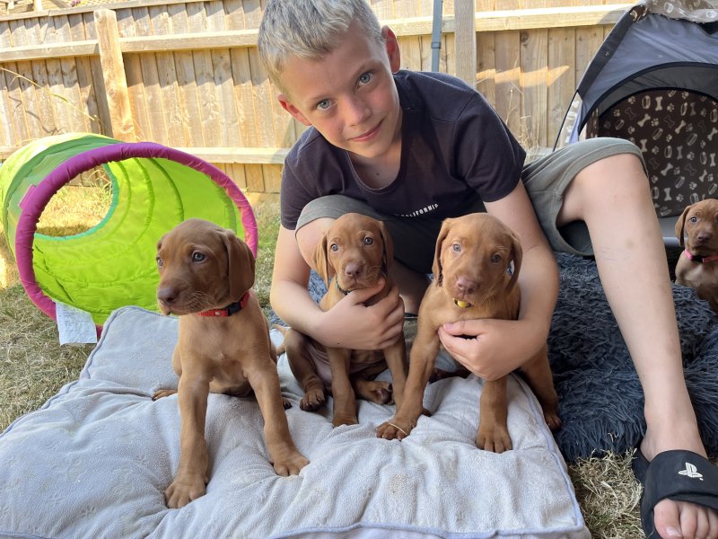 Hungarian Vizsla puppies , DNA health screened Image eClassifieds4u