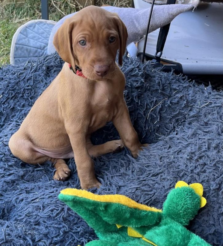 Hungarian Vizsla puppies , DNA health screened Image eClassifieds4u