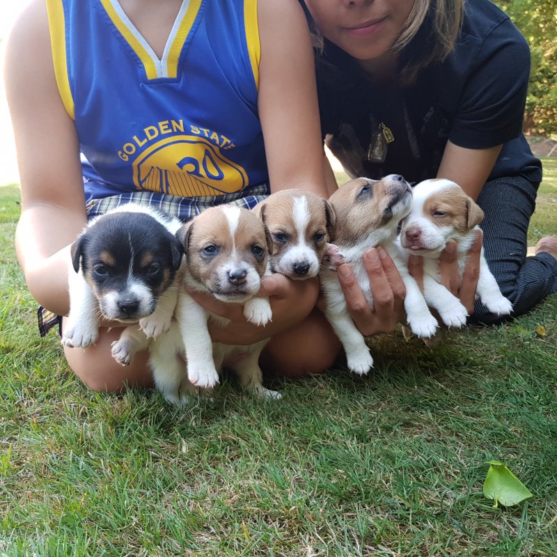 Jack Russell Terrier puppies ready now !! Image eClassifieds4u