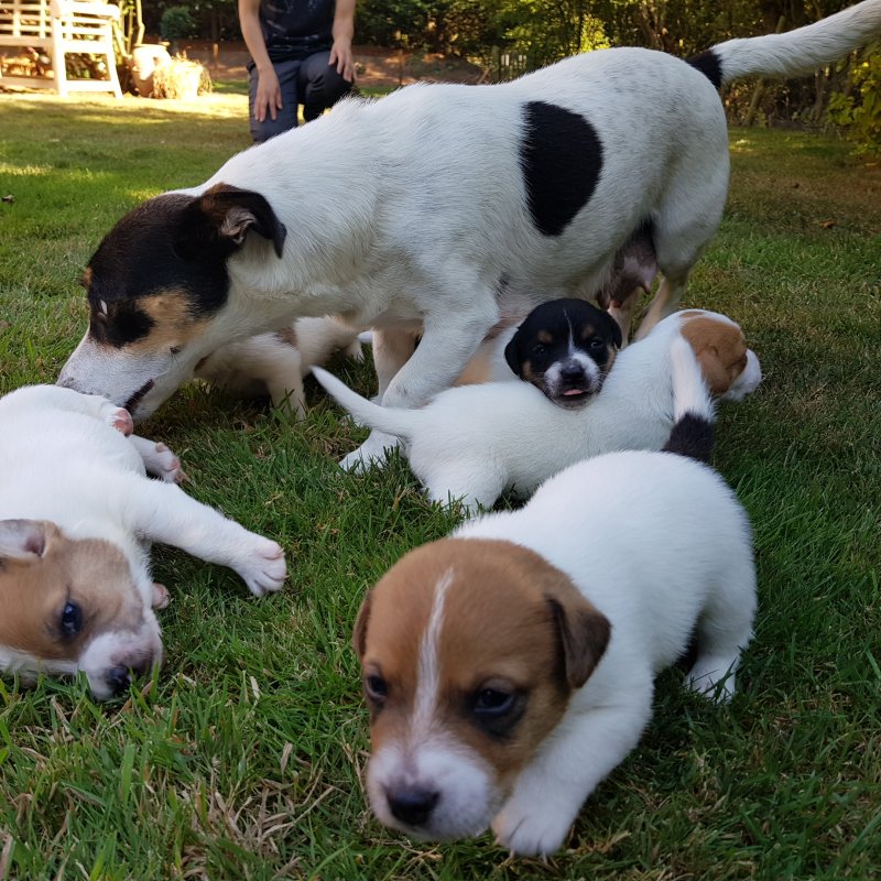 Jack Russell Terrier puppies ready now !! Image eClassifieds4u