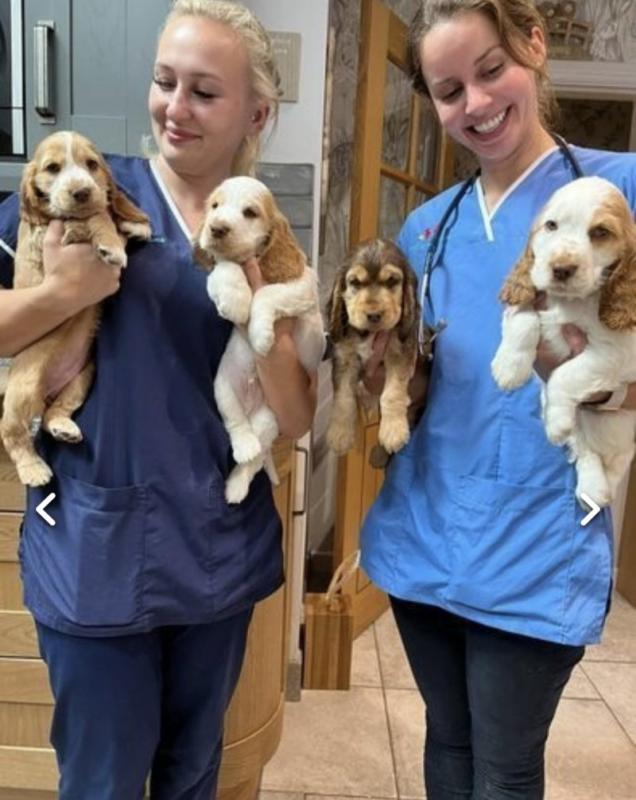 Kc show C0CKER spaniels(READY NOW) Image eClassifieds4u