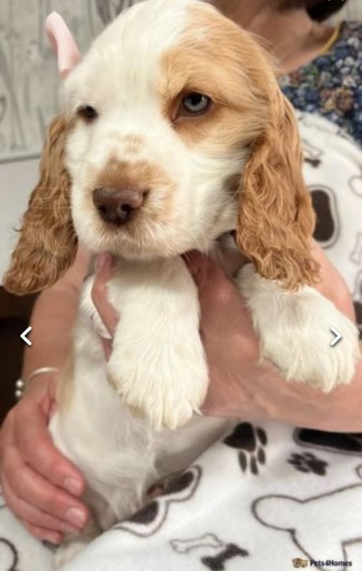 Kc show C0CKER spaniels(READY NOW) Image eClassifieds4u