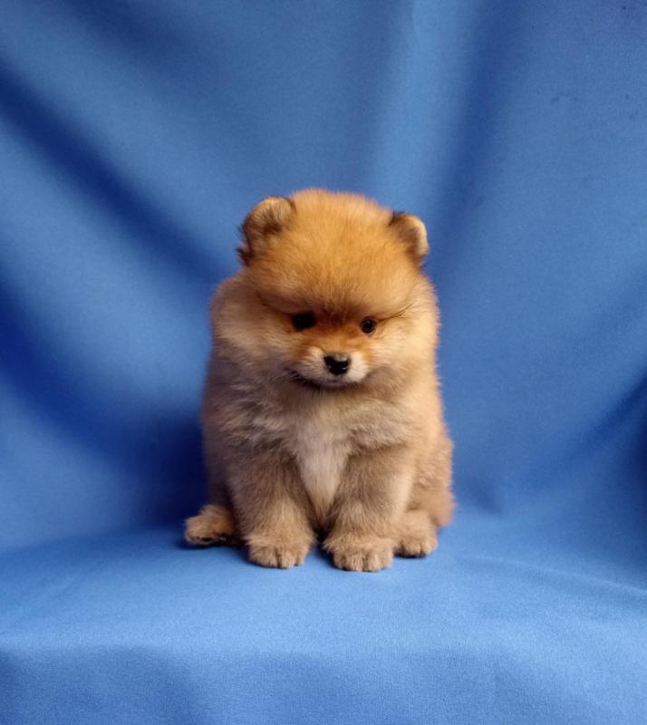 Lovely Teddy bear Pomeranian Puppies available now Image eClassifieds4u