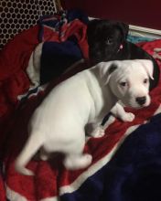 πΆπΆ AMERICAN PITBULL TERRIER PUPPIES for adoption ( mark.julie6889@gmail.com ) Image eClassifieds4u 1