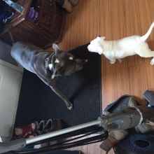 πΆπΆ AMERICAN PITBULL TERRIER PUPPIES for adoption ( mark.julie6889@gmail.com ) Image eClassifieds4u 2