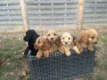 ❤❤ Beautiful F1b C0CKAPOO puppies ready for loving homes.❤❤ Image eClassifieds4u 3