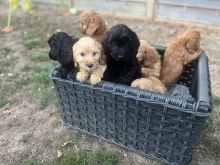 ❤❤ Beautiful F1b C0CKAPOO puppies ready for loving homes.❤❤ Image eClassifieds4u 4