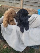 ❤❤ Beautiful F1b C0CKAPOO puppies ready for loving homes.❤❤ Image eClassifieds4u 2