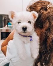 Male and female Westie Puppies available. {danielison.568@gmail.com} Image eClassifieds4u 2