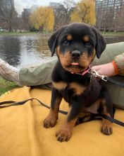 Rottweiler Puppies Available for adoption ( kelliashongod1985@gmail.com) Image eClassifieds4u 2