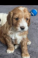 2 stunning male and female C0CKAPOO puppies left Image eClassifieds4u 2
