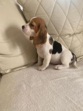 5th Generation Pedigree Beagle Puppies Image eClassifieds4u 2