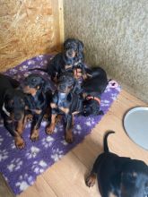 Beautiful Doberman Puppies Image eClassifieds4u 3