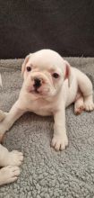 Beautiful French Bulldog puppies Image eClassifieds4u 2