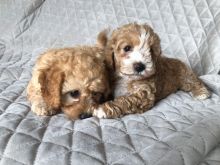 Beautiful health tested Cavapoo puppies Image eClassifieds4u 2