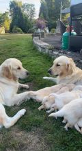 Beautiful KC Golden Retriever puppies Image eClassifieds4u 1