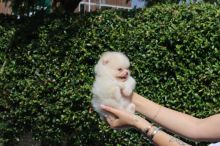 Beautiful POMERANIAN puppies Image eClassifieds4u 2